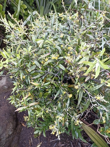 Corokia buddleioides (Corokia buddleioides)