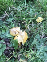 Hygrocybe quieta