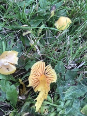 Hygrocybe quieta