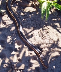 Masticophis lateralis lateralis