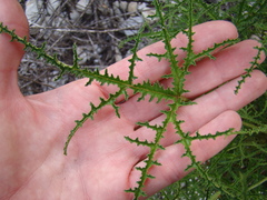 Pelargonium denticulatum