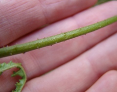 Pelargonium denticulatum