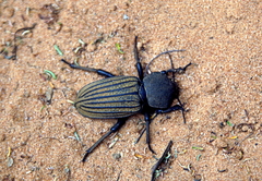 Ocnodes