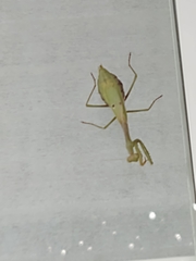 Stagmomantis carolina