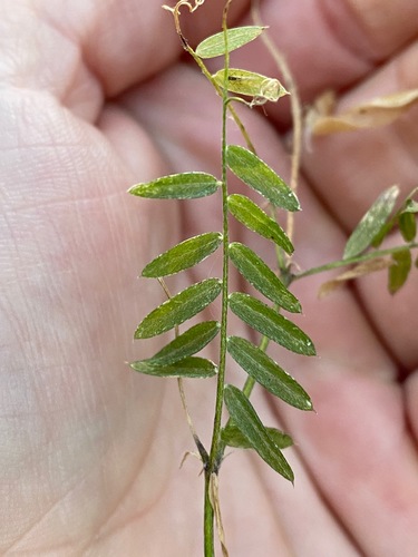 American Deervetch foliage