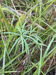 Oenothera berlandieri pinifolia