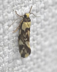 Lactura cristata