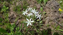 Ornithogalum umbellatum