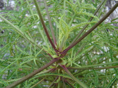 Pelargonium denticulatum