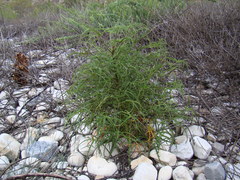 Pelargonium denticulatum