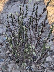 Odontites longiflorus