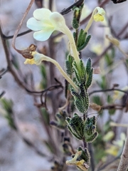 Odontites longiflorus