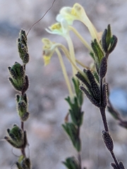 Odontites longiflorus