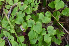 Thalictrum filamentosum