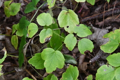 Thalictrum filamentosum
