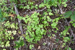 Thalictrum filamentosum