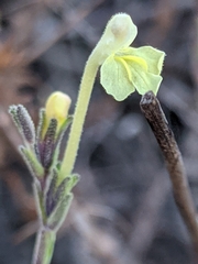 Odontites longiflorus