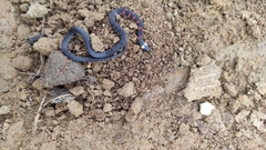 Atractus paucidens