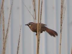 Pterorhinus sannio
