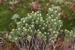Ozothamnus rodwayi