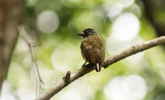 Picumnus exilis pernambucensis