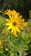 Helianthus simulans