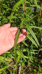 Helianthus simulans