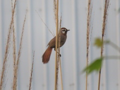 Pterorhinus sannio
