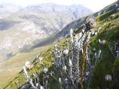 Syncarpha lepidopodium