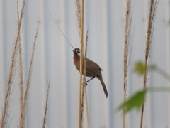 Pterorhinus sannio