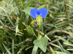 Commelina communis