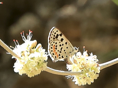Euphilotes enoptes dammersi
