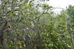 Malus mandshurica