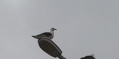 Larus dominicanus