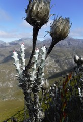 Syncarpha lepidopodium