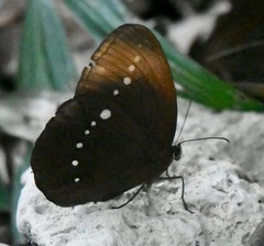 Faunis eumeus