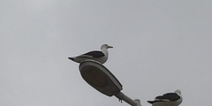 Larus dominicanus