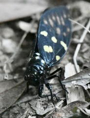 Gaeana maculata