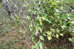 Malus mandshurica
