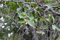 Malus mandshurica