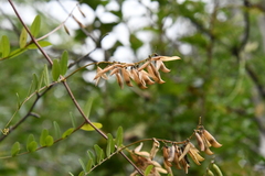 Vicia amurensis