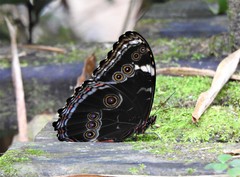 Morpho helenor violaceus