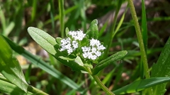Valerianella locusta