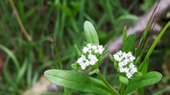 Valerianella locusta