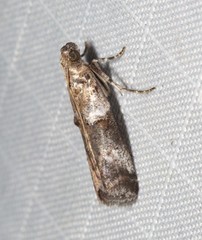 Conobathra hemichlaena