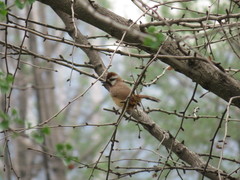 Pterorhinus sannio