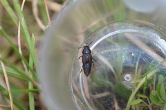 Tachinus lignorum