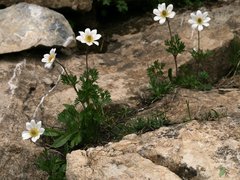 Anemonoides baldensis