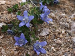 Campanula cenisia