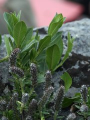 Salix breviserrata